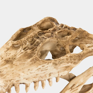 Alligator Skull w/Base